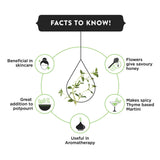 Thyme Extract