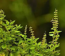 Tulsi